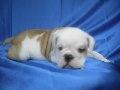 PUPPIES FOR SALE / ALL BREEDS  / 305-4851010