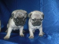 PUPPIES FOR SALE / ALL BREEDS  / 305-4851010