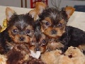 YORKIE PUPPIES FOR SALE IN MIAMI FL