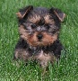 Yorkie Puppy for a new family
